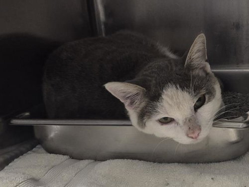 picture of the cat needing adoption