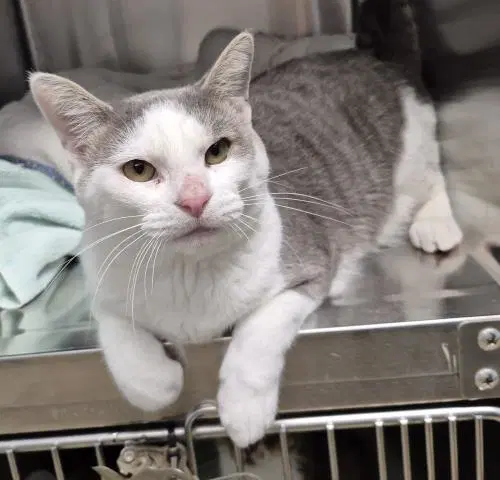 Ramsey - Domestic Short Hair
