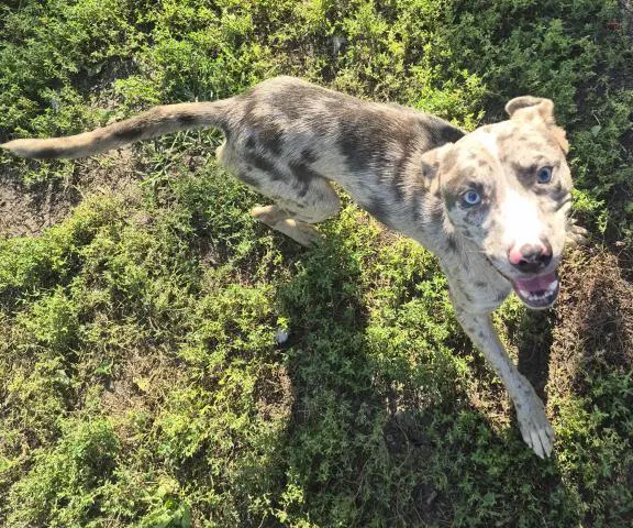 Crackle - Catahoula Leopard Dog