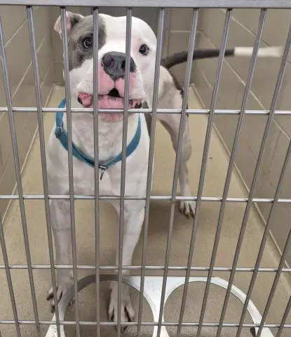 Cowboy - Pit Bull Terrier