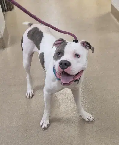 Cowboy - Pit Bull Terrier