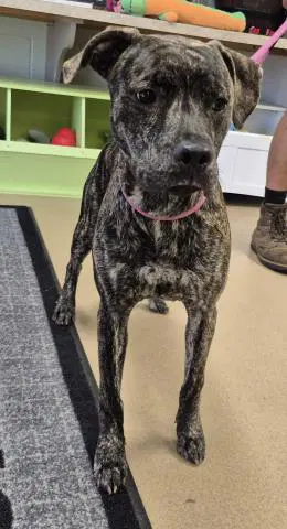 Tennessee - Pit Bull Terrier