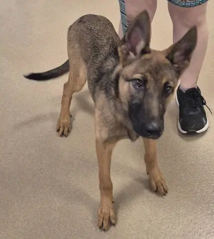 Cowgirl - German Shepherd Dog