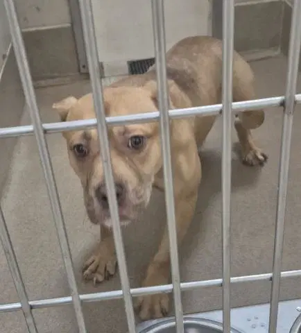 Gabi - Pit Bull Terrier