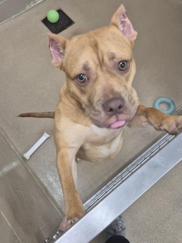 picture of the dog needing adoption