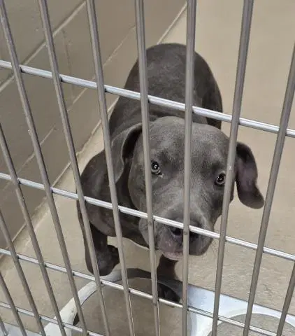 Water Bear - Pit Bull Terrier
