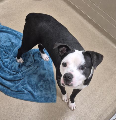 picture of the dog needing adoption