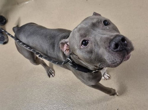 picture of the dog needing adoption