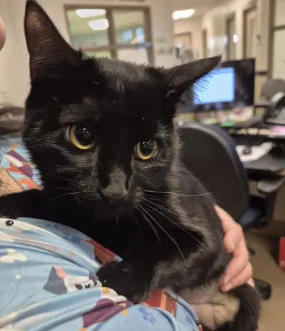 Silvia - Domestic Short Hair