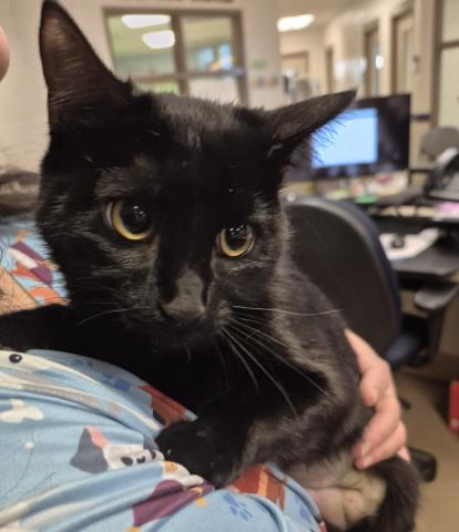 picture of the cat needing adoption