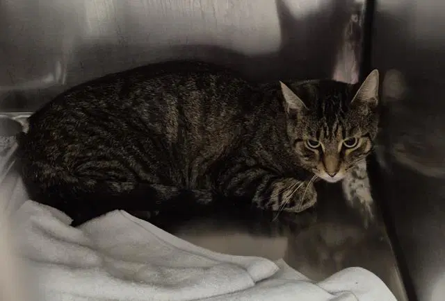 Solo - Domestic Short Hair