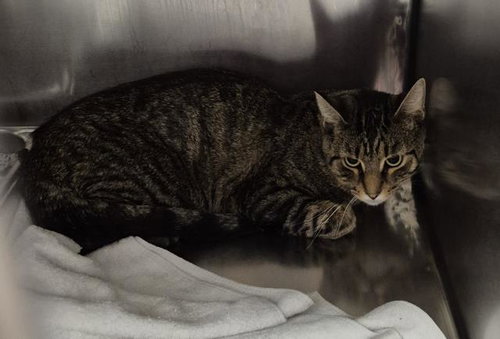 picture of the cat needing adoption