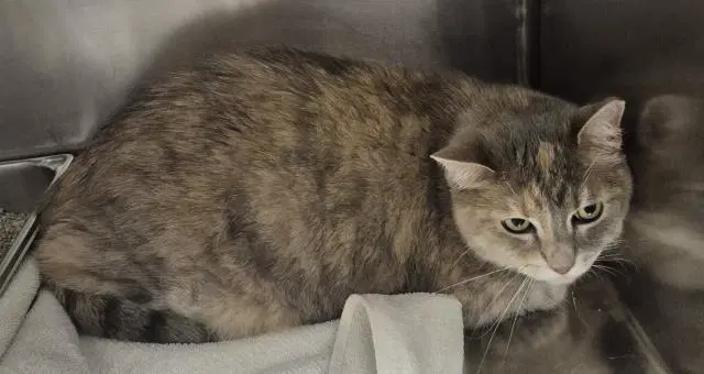 Fruit Cup - Domestic Short Hair