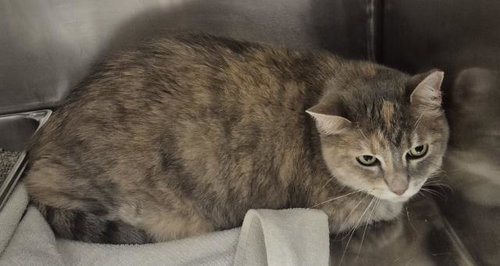 picture of the cat needing adoption