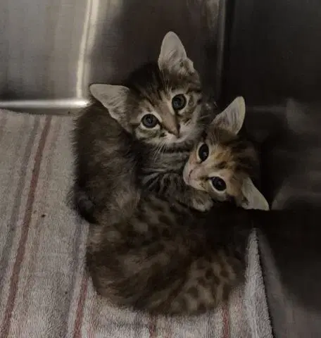 Sauce - Domestic Short Hair