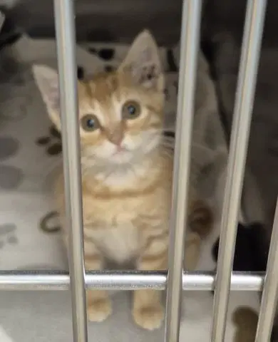 Chicken Biscuit - Domestic Short Hair