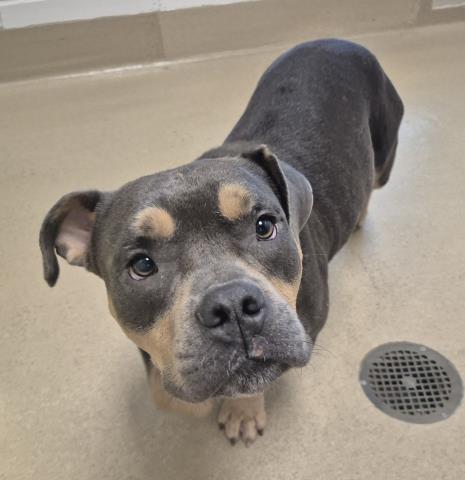 picture of the dog needing adoption