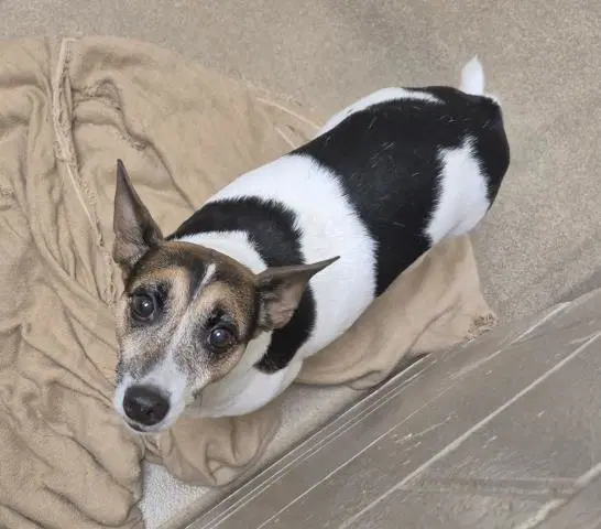 George - Jack Russell Terrier (Parson Russell Terrier)