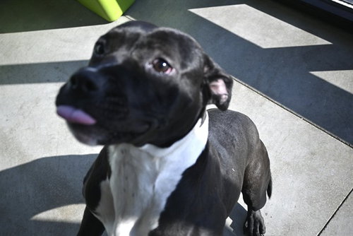 picture of the dog needing adoption