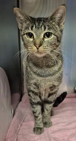 Dolly - Domestic Short Hair