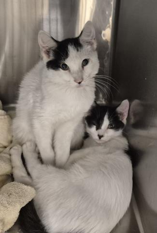 picture of the cat needing adoption