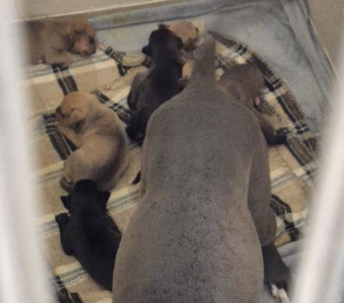 picture of the dog needing adoption
