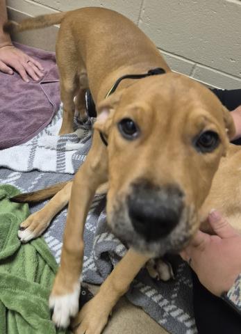 picture of the dog needing adoption