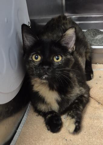 SUBURBAN, a cat for adoption from Macon County Animal Control and Care Center