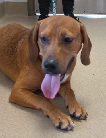 LITTLE ANDY, a dog for adoption from Macon County Animal Control and Care Center