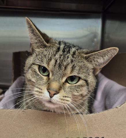 GLORIA, a cat for adoption from Macon County Animal Control and Care Center