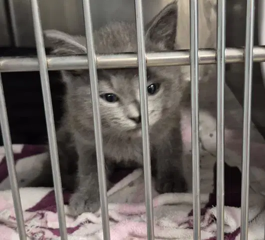 Bronco - Domestic Medium Hair