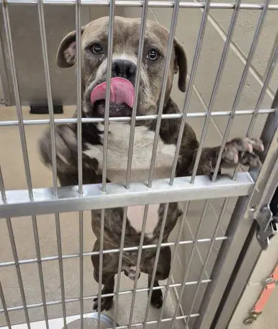 Titan - Pit Bull Terrier