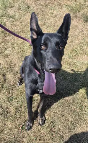 Batman - German Shepherd Dog