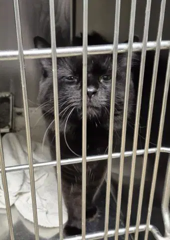 Harvey - Domestic Long Hair