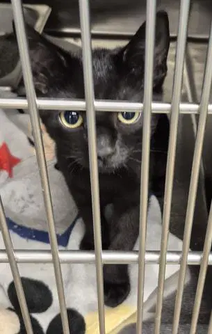 Skipity - Domestic Short Hair