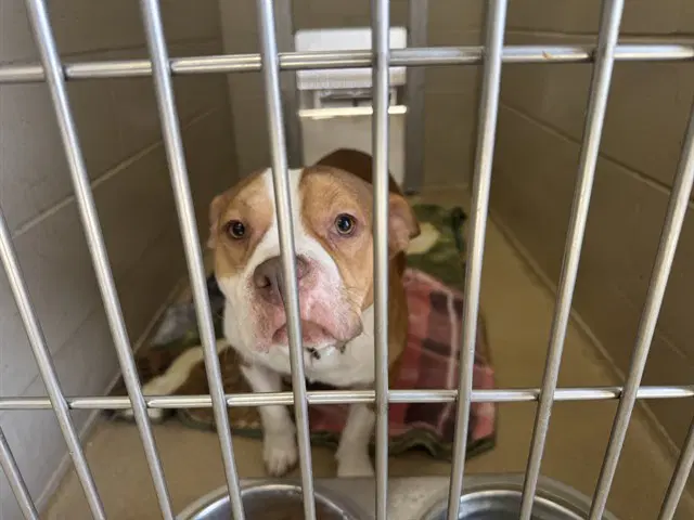 Mouth - American Pit Bull Terrier