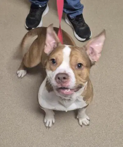 Mouth - American Pit Bull Terrier