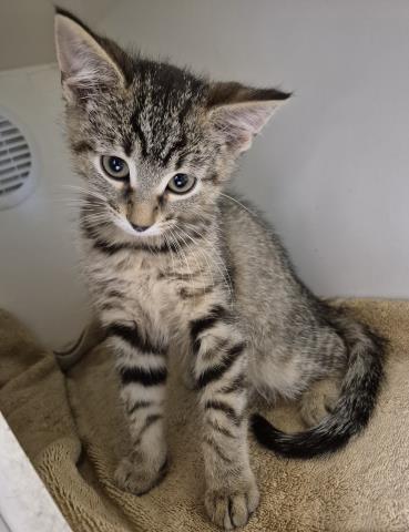 TUT, a cat for adoption from Macon County Animal Control and Care Center