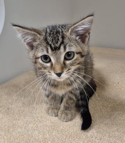 CAIRO, a cat for adoption from Macon County Animal Control and Care Center
