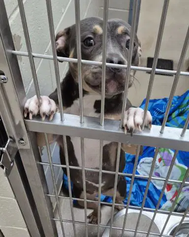 Curly Fry - Pit Bull Terrier