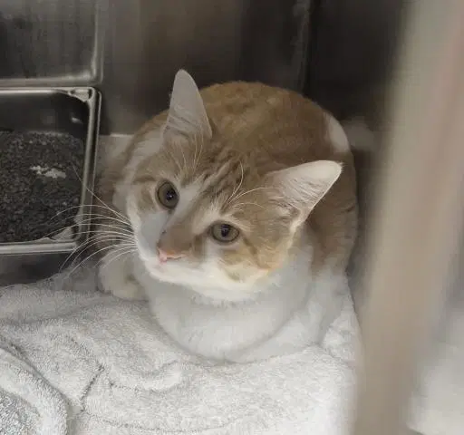 Damien - Domestic Medium Hair