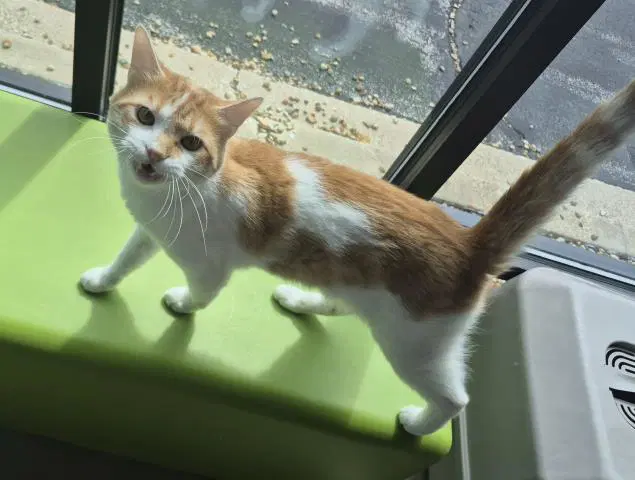 Damien - Domestic Medium Hair