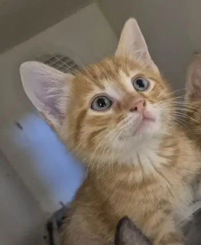Madox - Domestic Short Hair