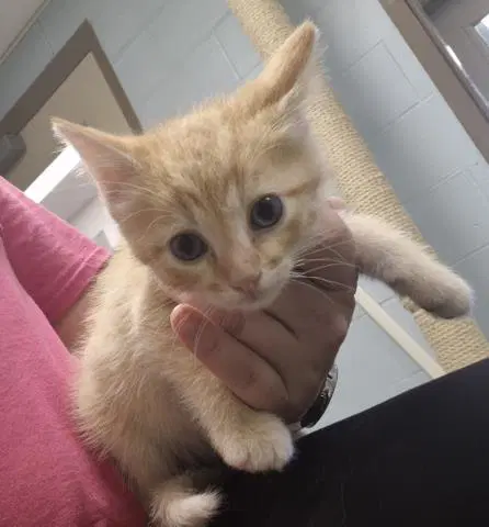 Louis - Domestic Short Hair