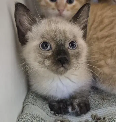 Cloe - Domestic Short Hair