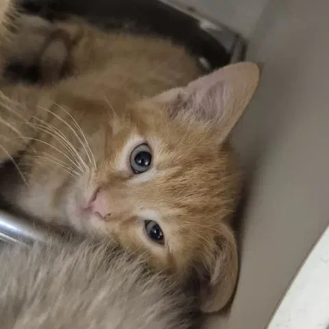 Felix - Domestic Short Hair