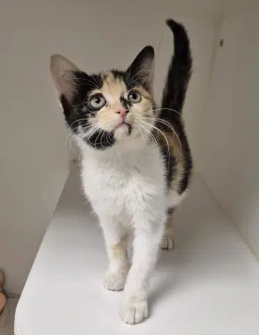 Bookworm - Domestic Short Hair