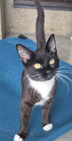 Zara - Domestic Short Hair