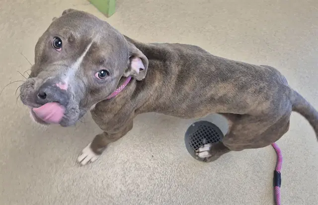 Homie - Pit Bull Terrier
