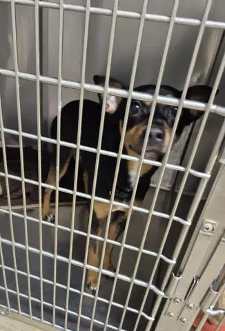 Sturgeon Moon - Miniature Pinscher
